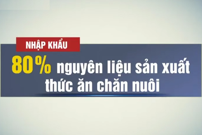 Giá thức ăn chăn nuôi tăng cao, người chăn nuôi kêu khó