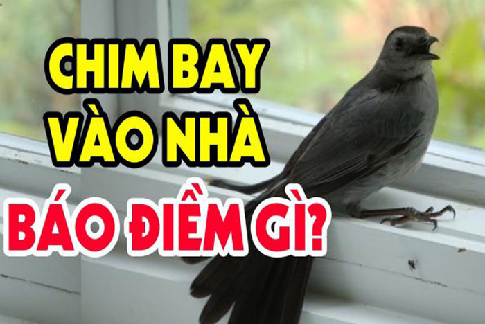Chim bay vào nhà là điềm gì? Giải mã việc chim bay vào nhà là điềm lành hay dữ