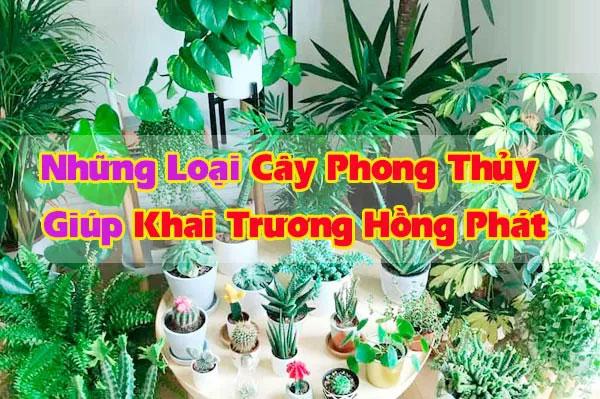 Các loại cây nên tặng vào ngày khai trương?