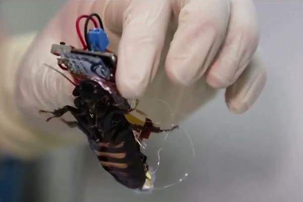 Gián cyborg và sứ mệnh tìm kiếm cứu nạn