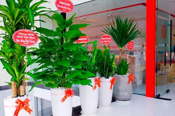 Top 15 cây cảnh tặng khai trương mang lại ý nghĩa tốt đẹp