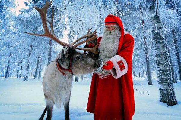 Tuần lộc chở ông già Noel: Những điều không phải ai cũng biết