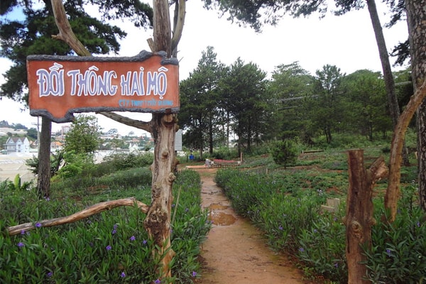 Đồi thông hai mộ Đà Lạt xứ sở của tình yêu đôi lứa