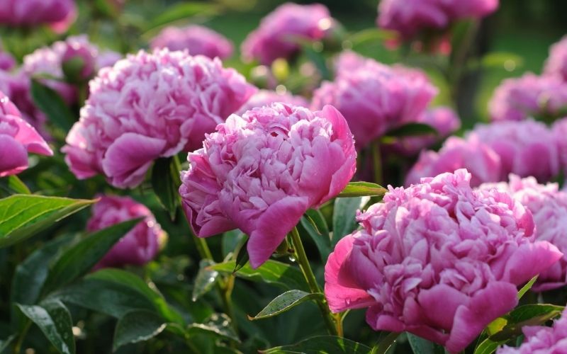Hoa mẫu đơn mang vẻ đẹp kiêu sa rực rỡ