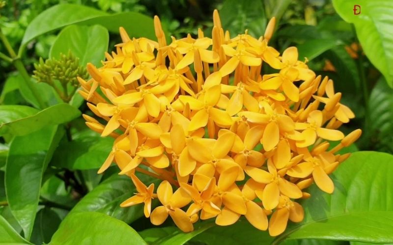 Hoa trang vàng (mẫu đơn vàng)