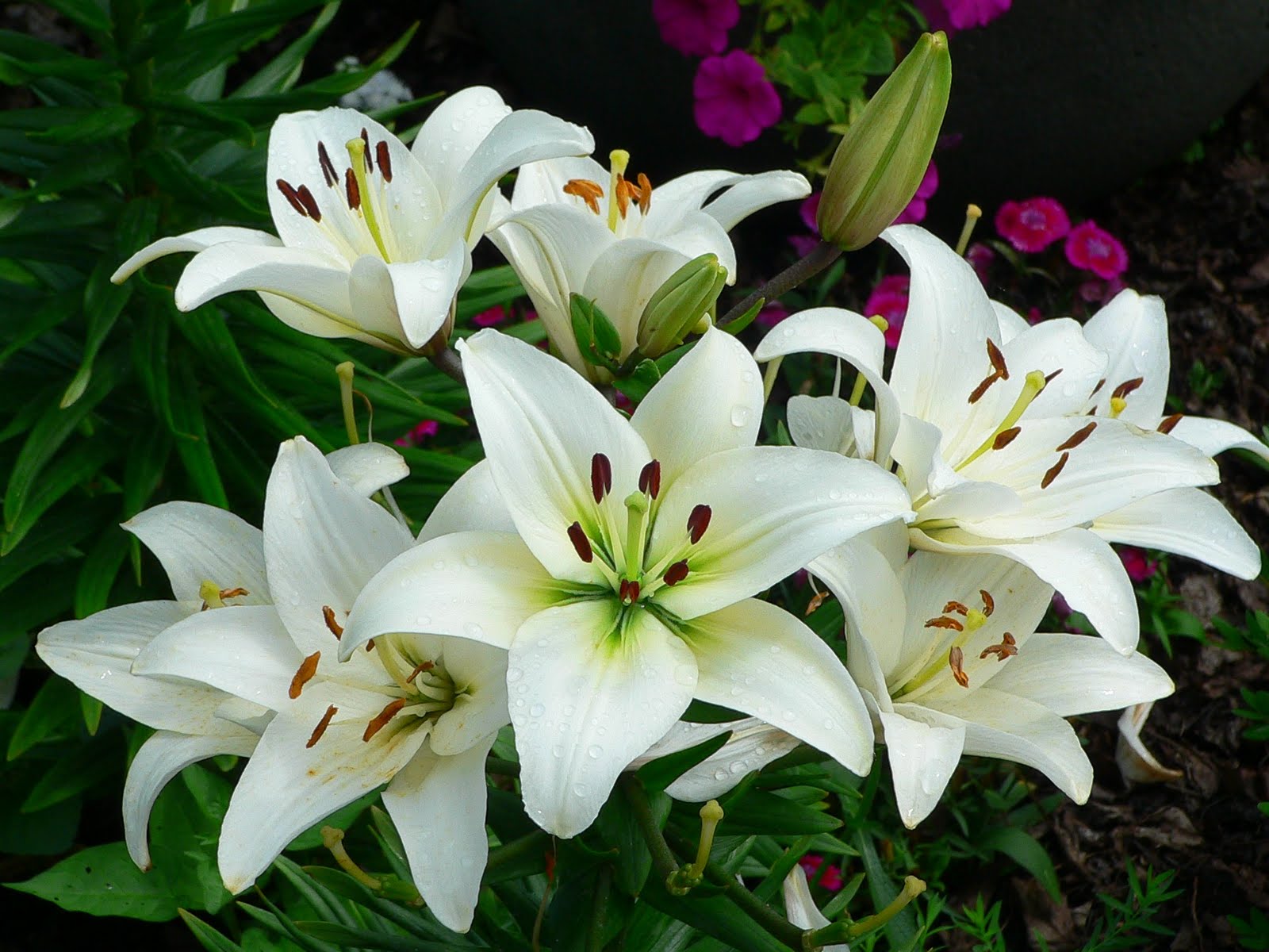 Lily mang nét kiêu sa, diễm lệ