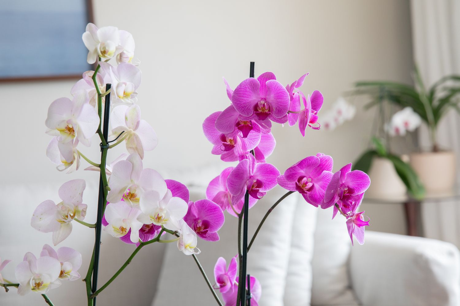 Phong lan tượng trưng cho thịnh vượng