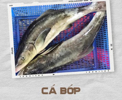 Cá bớp có thân hình khá lớn, vảy nhỏ