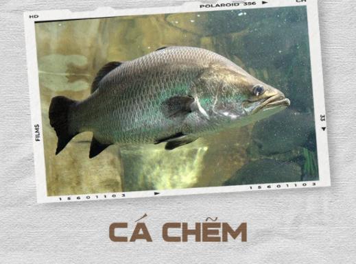 Cá chẽm có vây cứng, đuôi cánh quạt