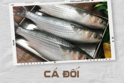 Cá đối có đầu rộng, dẹt, miệng vừa phải