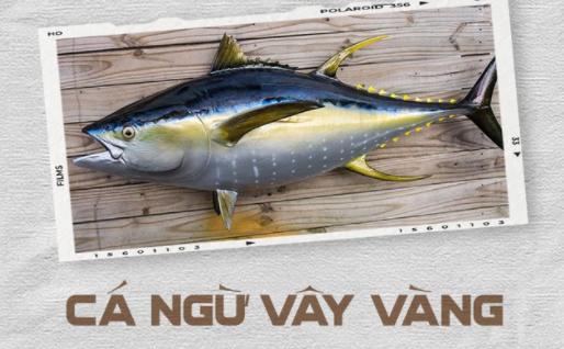 Cá ngừ đại dương vây vàng chế biến thành nhiều món ngon