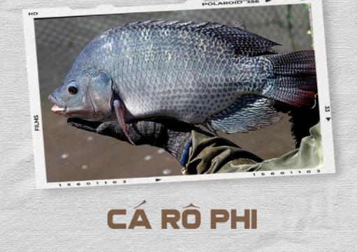Cá rô phi là thực phẩm phổ biến, dễ ăn
