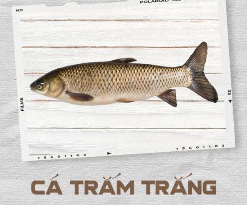 Cá trắm trắng được nhiều gia đình chọn dùng bữa cơm