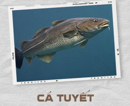 Cá tuyết nướng, chiên, luộc, hấp đều rất ngon miệng