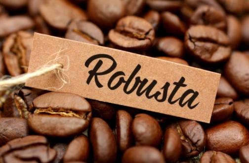 Việt Nam chỉ trồng chủ yếu loại hạt cafe Robusta