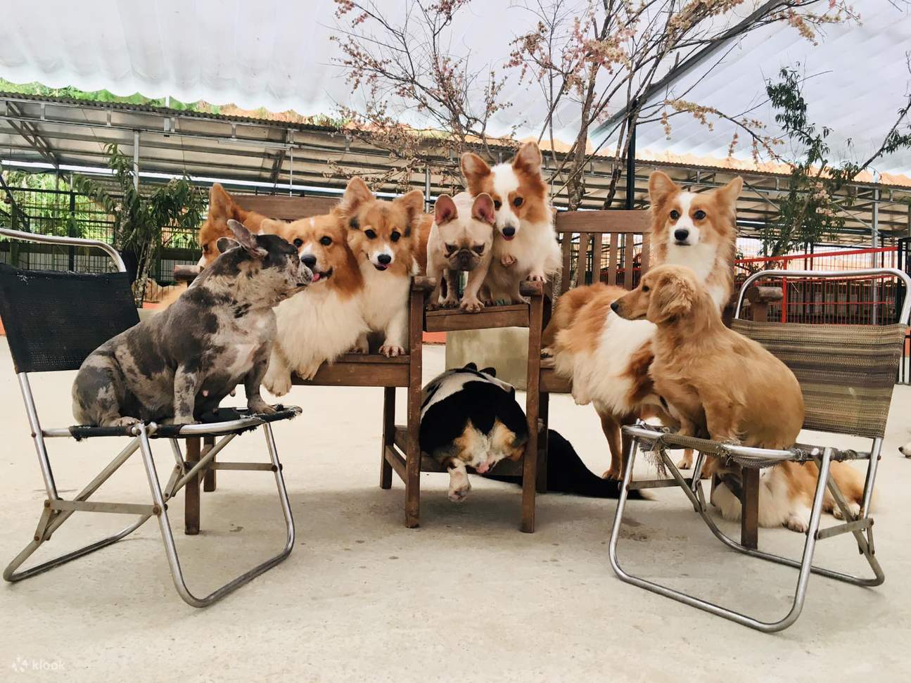 Trang trại cún Puppy Farm là nơi ở của hơn 150 em cún