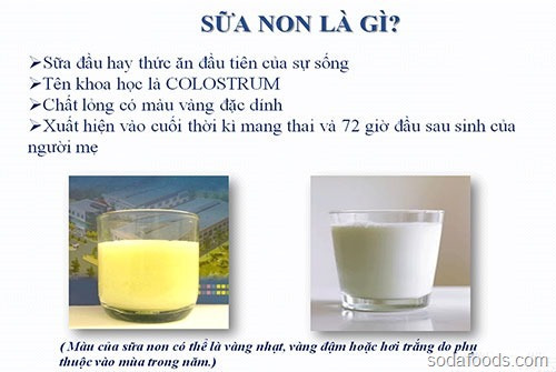 Sữa non là gì