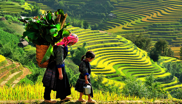 Những cánh đồng ruộng bậc thang ngày lúa chính của bản Lao Chải