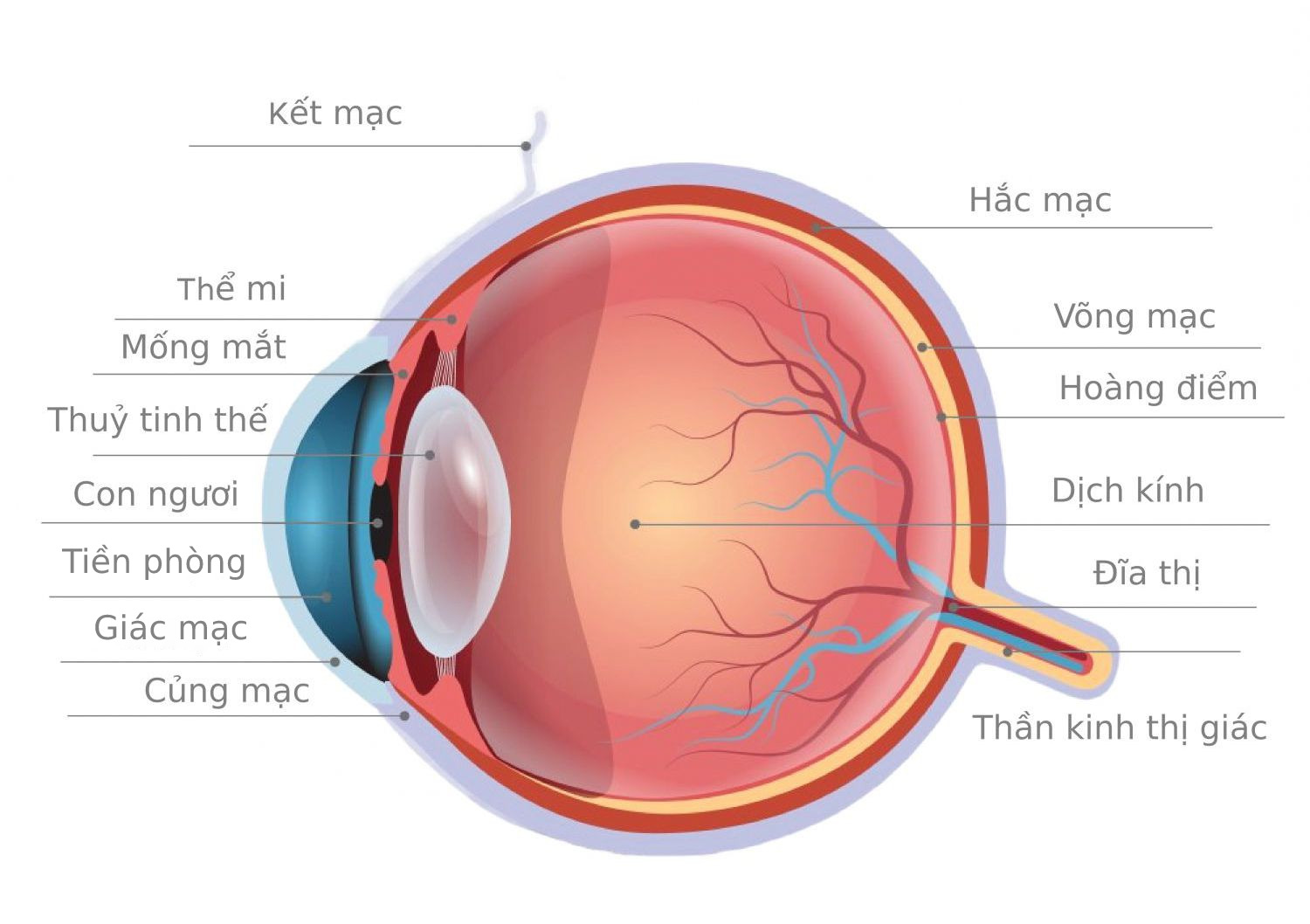Bán phần sau là nơi bao gồm các bộ phận như dịch kính, dây thần kinh hay hoàng điểm