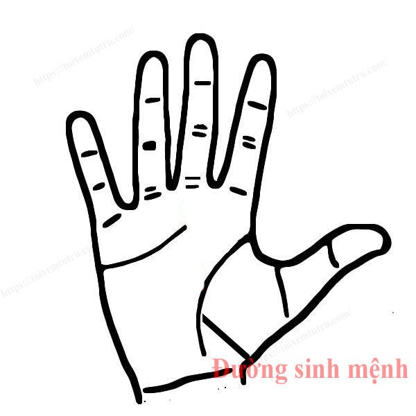 Đường sinh mệnh nói lên tình trạng sức khỏe và thể lực