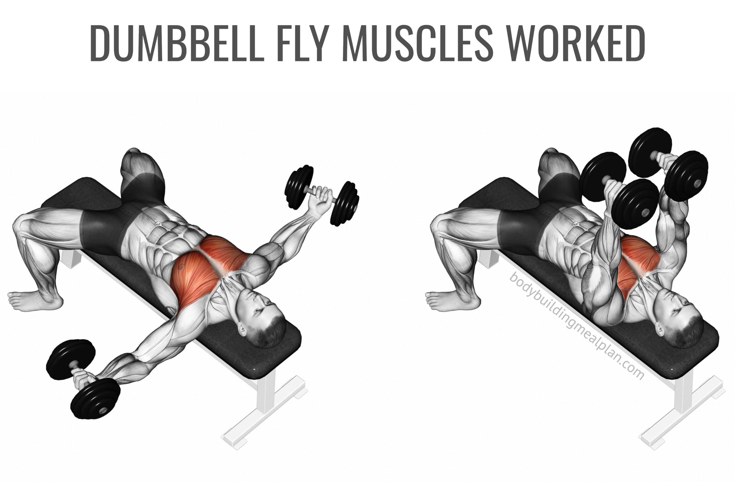 Nâng tạ theo chiều ngang khi tập Dumbbell Fly