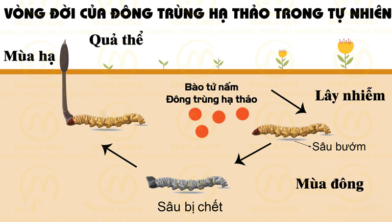 Vòng đời của đông trùng hạ thảo