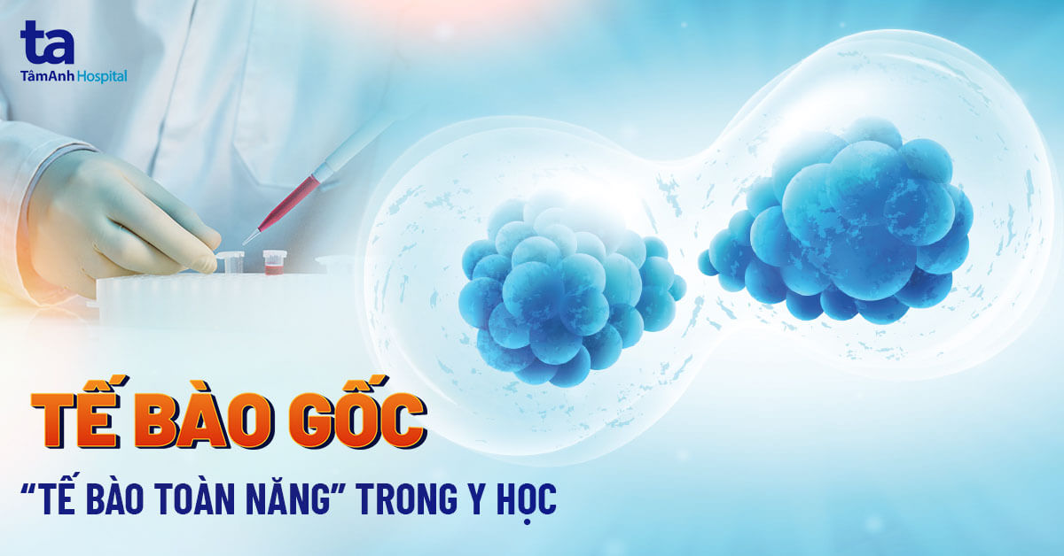 Tế bào gốc được giải thích là một loại tế bào chưa trưởng thành