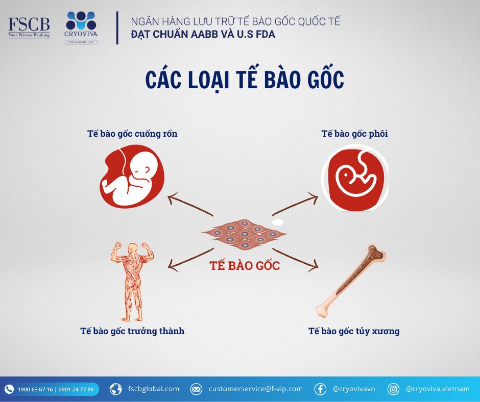 Tế bào gốc trong cơ thể được chia làm 4 nhóm chính