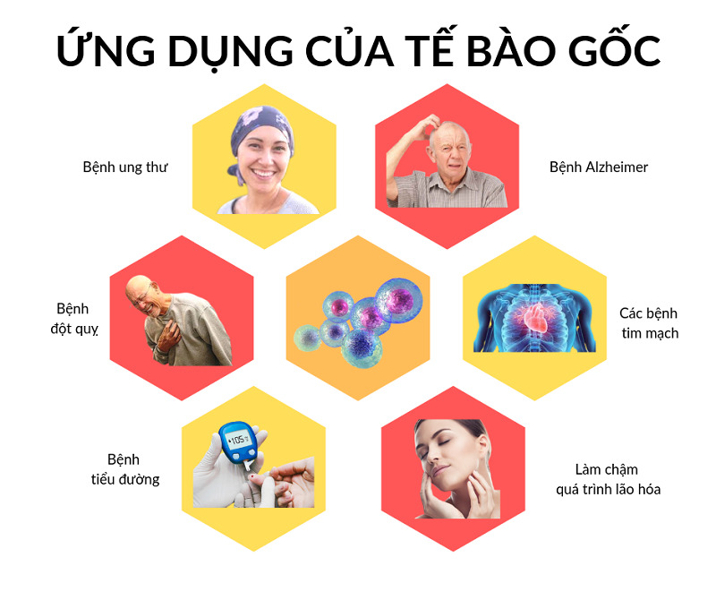 Với khả năng đặc biệt của mình, tế bào gốc đem lại rất nhiều lợi ích trong việc điều trị
