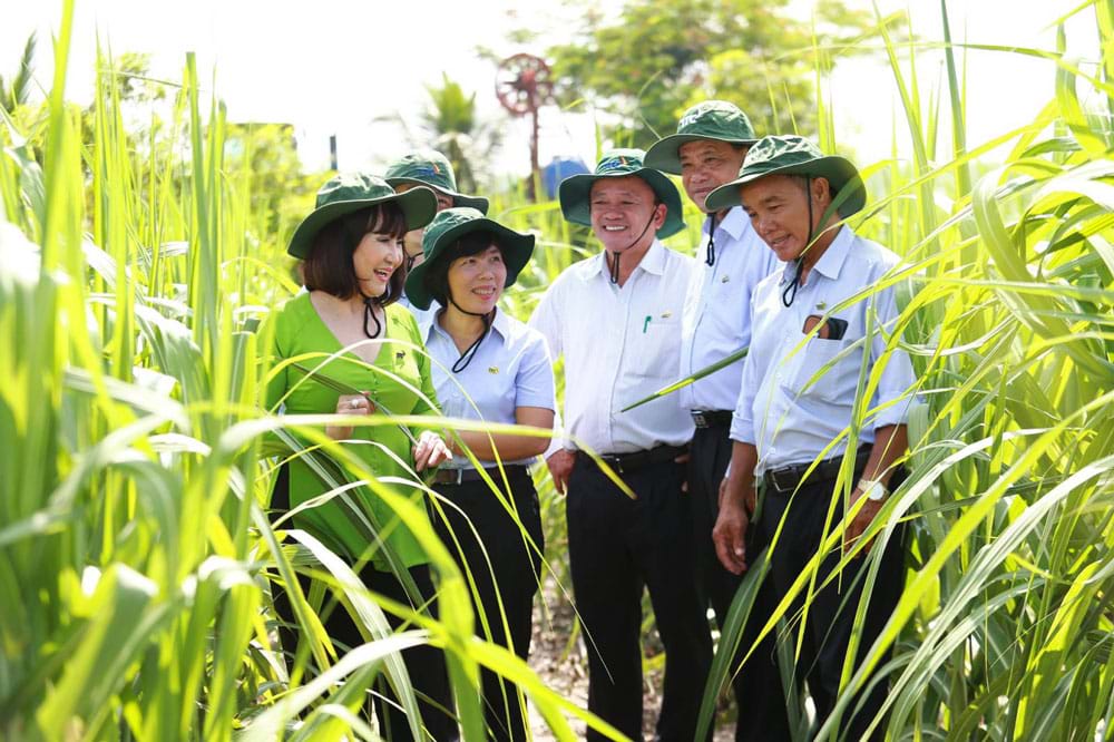Cuộc đời của bà Ngọc gắn liền với cây mía và bà con nông dân