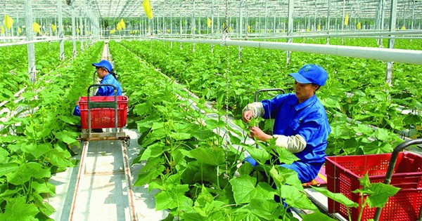 Một startup nông nghiệp được vinh danh tại Startup Việt vào năm 2018