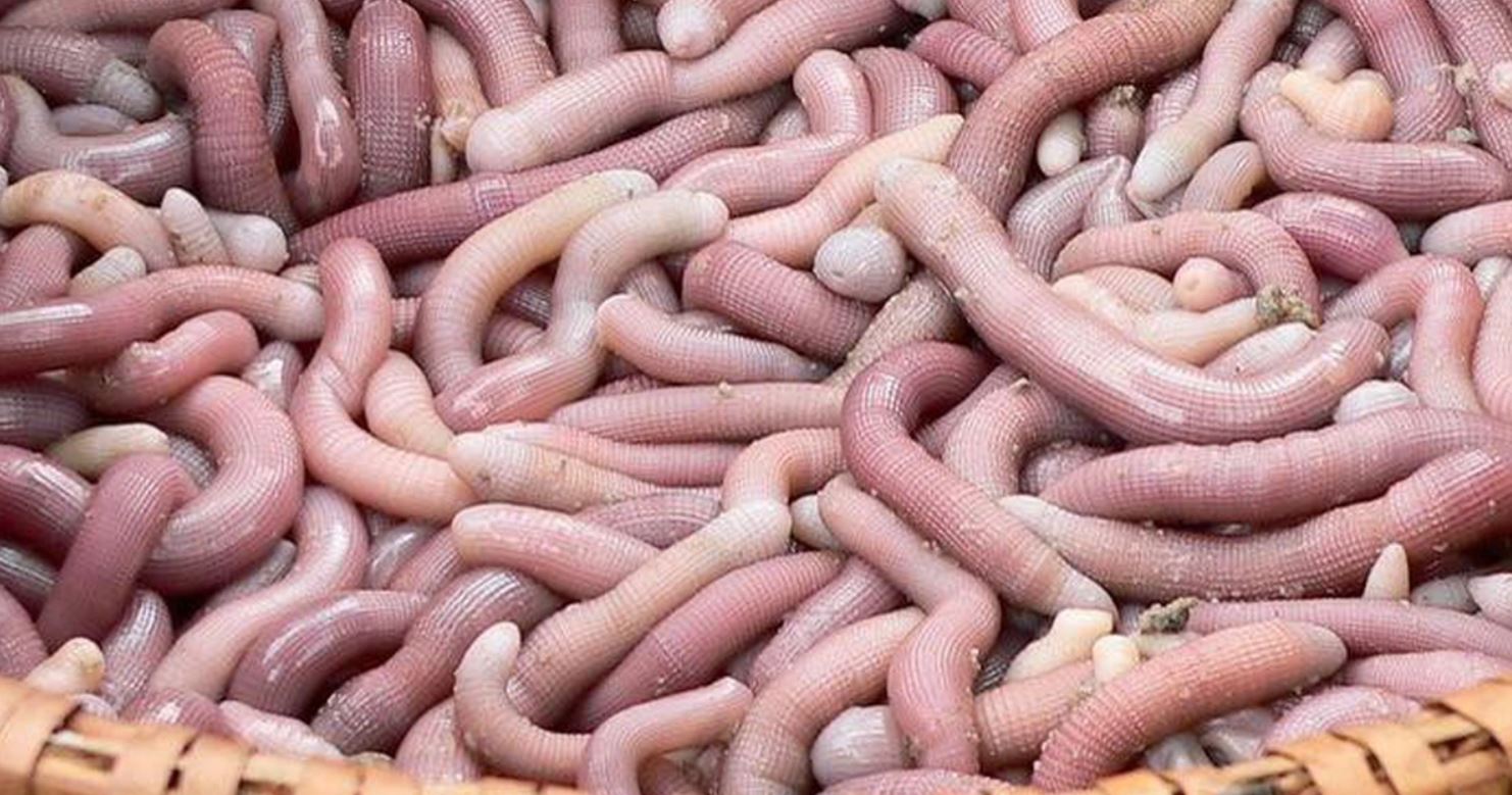 Sá sùng là một loại hải sản quý tại Việt Nam