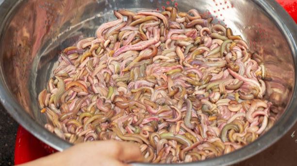 Bạn cần rửa rươi với nước sạch từ 2 đến 3 lần để loại bỏ bùn đất