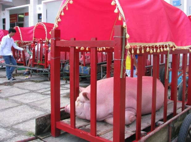 Những Ông Voi được chăm sóc chu đáo