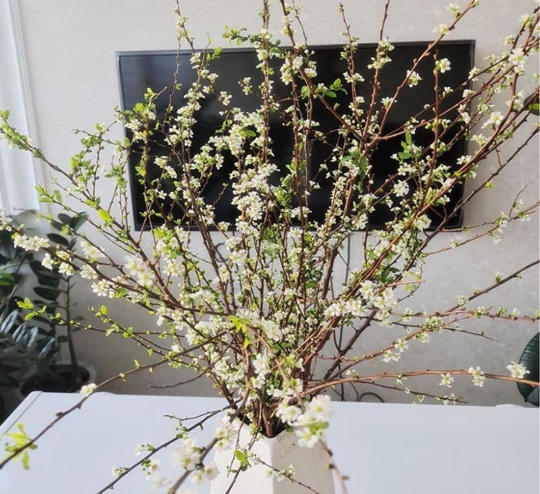 Ý nghĩa hoa tuyết mai: Biểu tượng của tài lộc và thịnh vượng