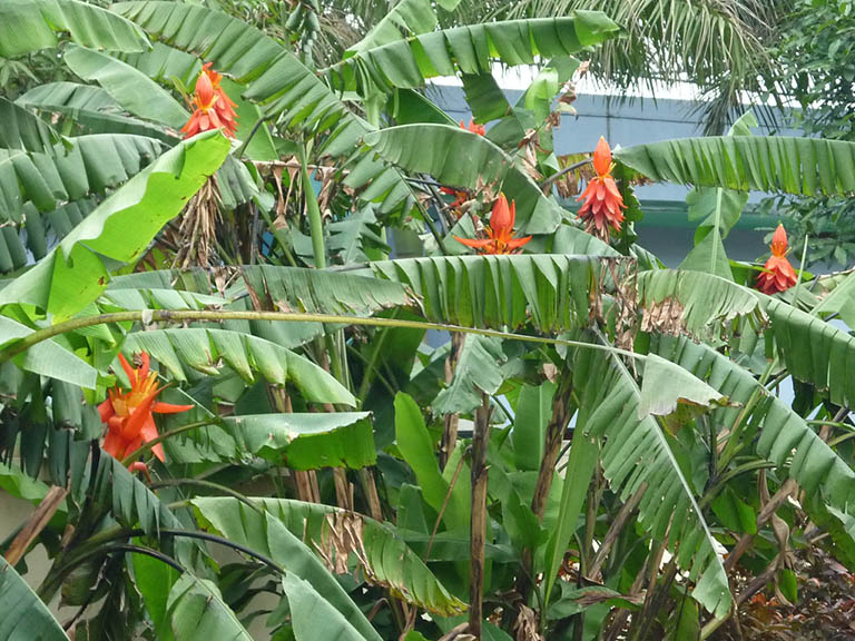 Chuối hột rừng có hoa màu đỏ nổi bật