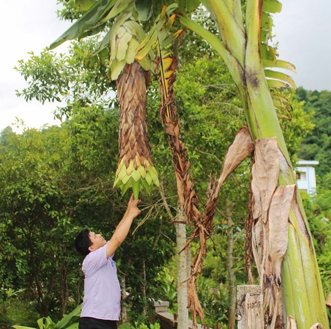 Chuối hột rừng được xem là thần dược của vùng núi Kon Tum