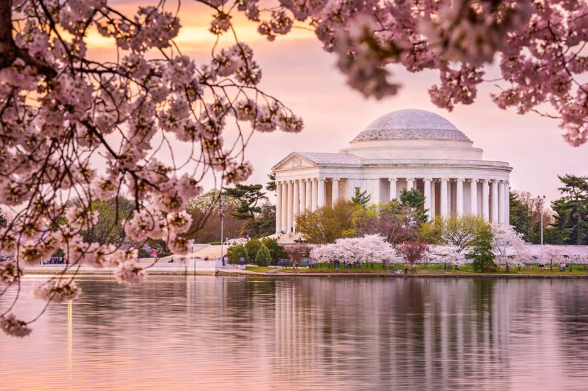 Lễ hội hoa anh đào, Washington