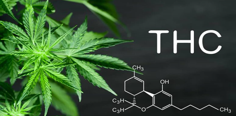 Cần sa là loại ma túy được chế tác từ lá khô và hoa của cây cần sa