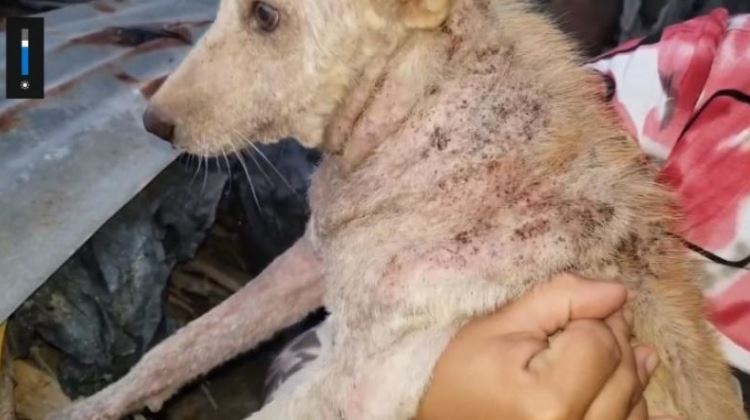 Bệnh hắc lào ở chó