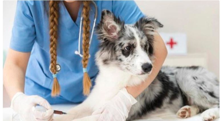 Điều trị bệnh giun móc ở chó