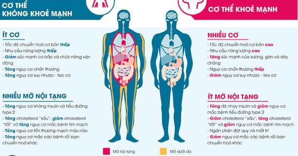 Mỡ nội tạng có thể gây ra một số bệnh nguy hiểm cho con người