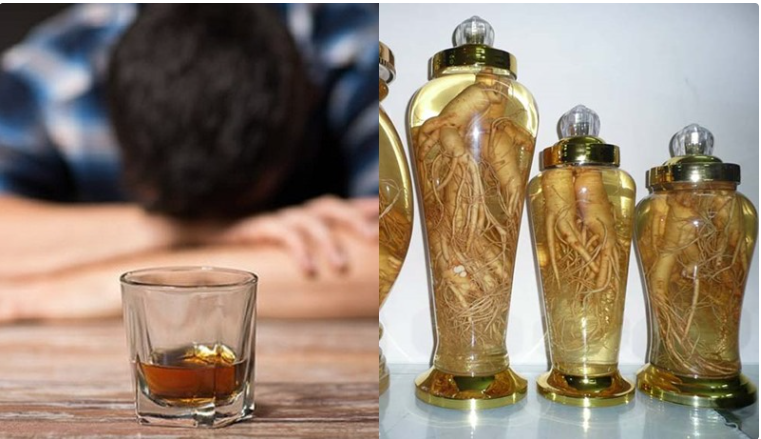 Rượu cây Đinh Lăng giúp giải tỏa mệt mỏi