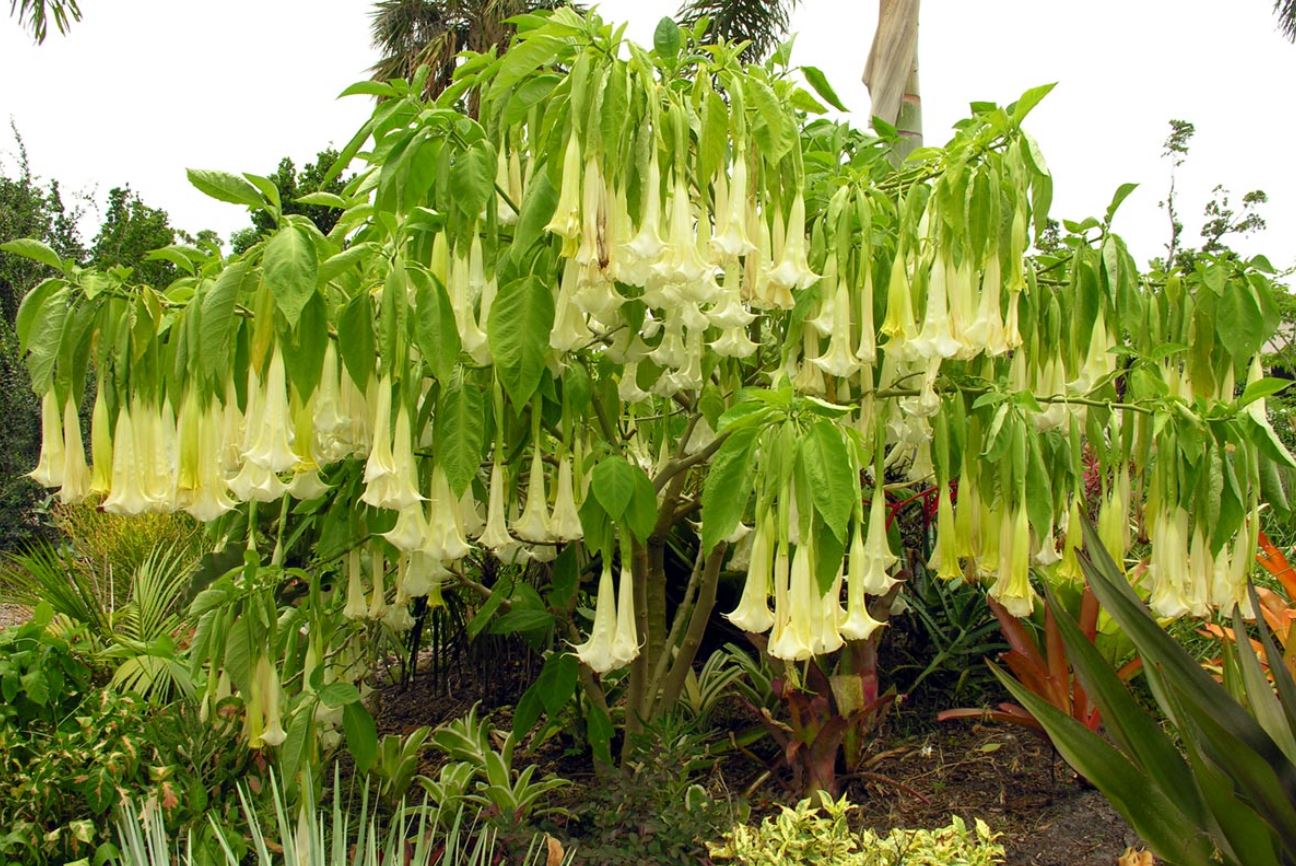 Loại cây này chứa độc tính Scopolamine gây ảo giác, mất trí, tăng nhịp tim
