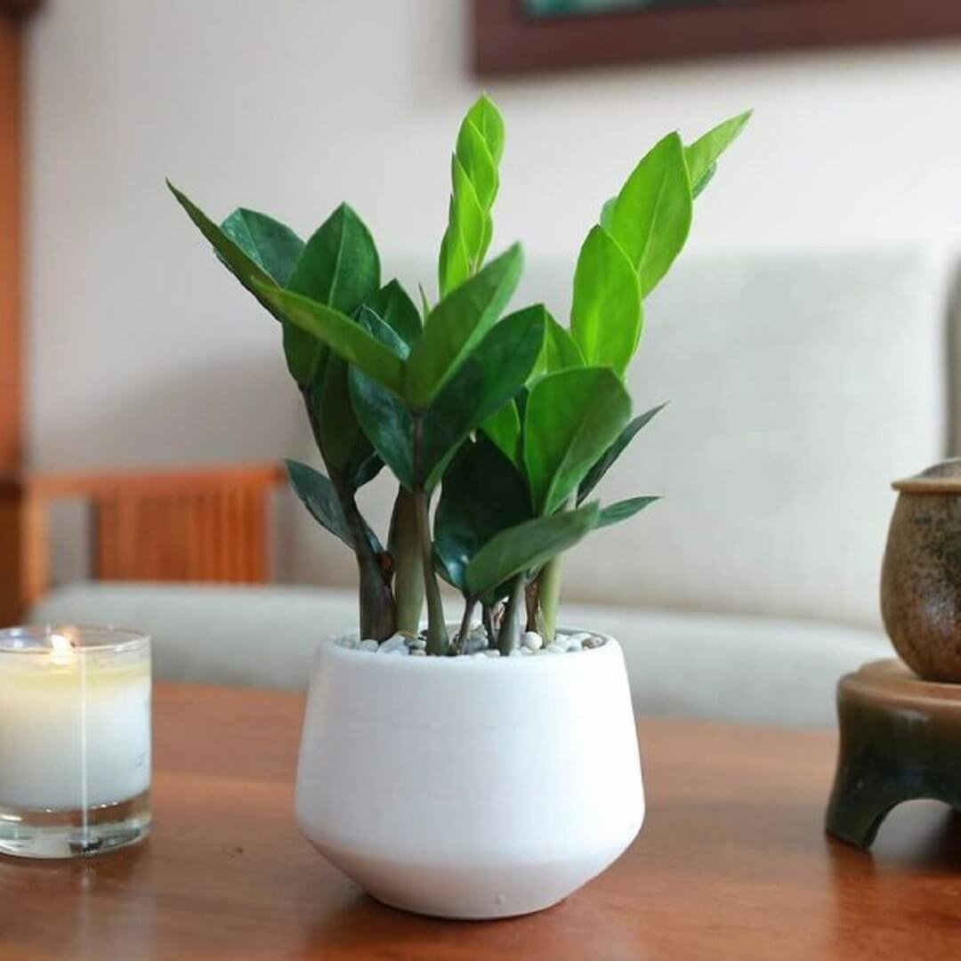 Cây Kim Tiền cần được thay đất mỗi năm 1 – 2 lần để phát triển xanh tốt nhất Cây Kim Tiền cần được thay đất mỗi năm 1 – 2 lần để phát triển xanh tốt nhất