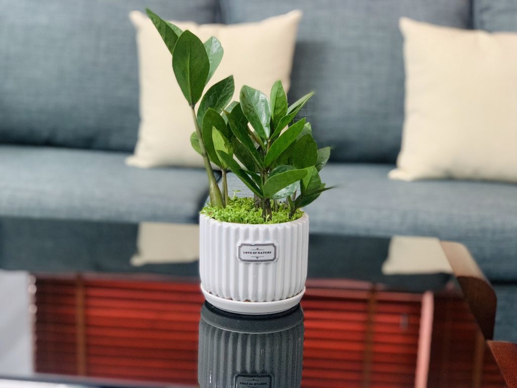 Tuổi hợp trồng cây Kim Tiền sẽ rất tốt, gồm người mang mệnh Hỏa và Mộc Tuổi hợp trồng cây Kim Tiền sẽ rất tốt, gồm người mang mệnh Hỏa và Mộc